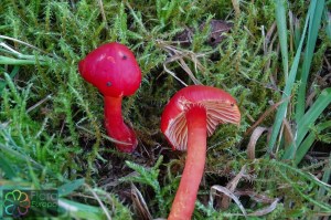 Hygrocybe coccinea (4)